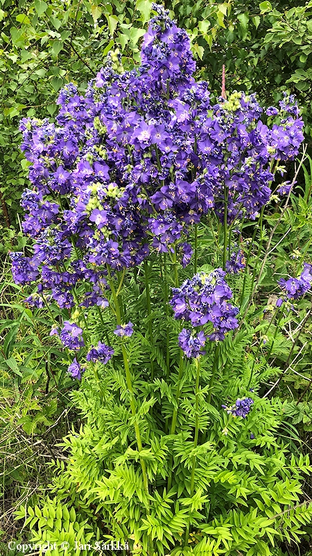 Polemonium caeruleum